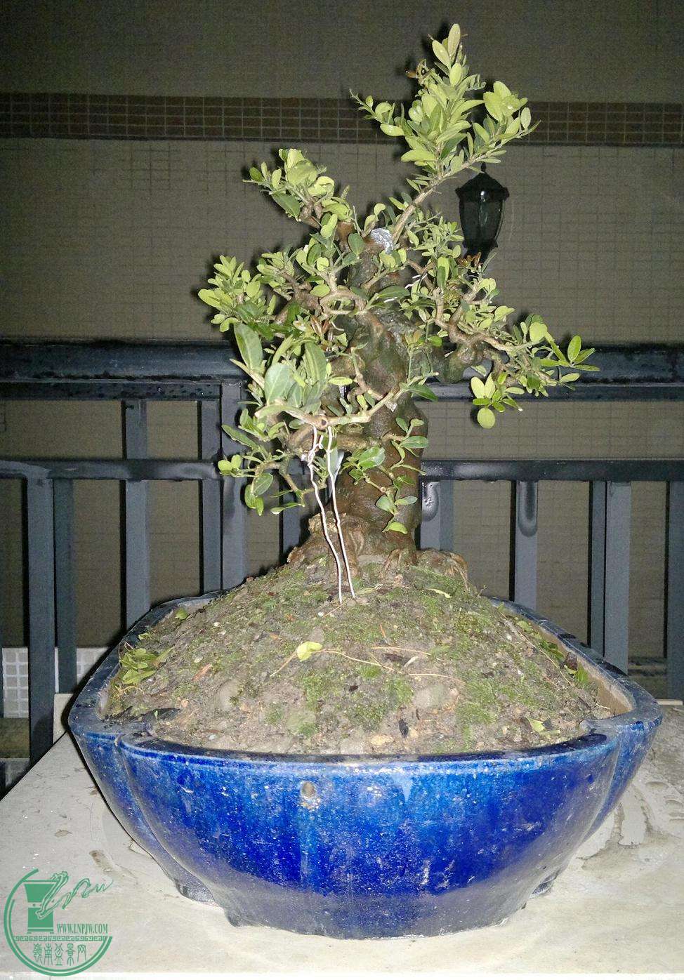 201501042318.jpg