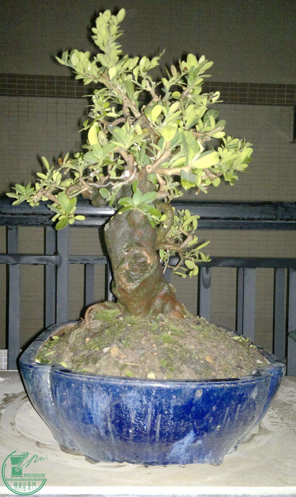 201501042320.jpg