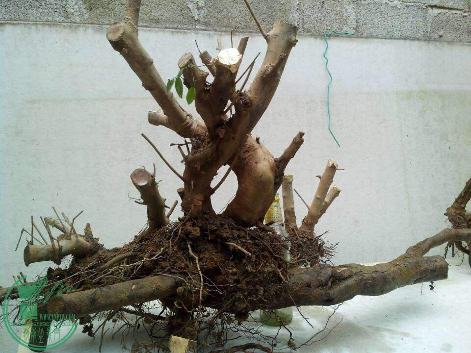 QQͼƬ20150105192845.jpg