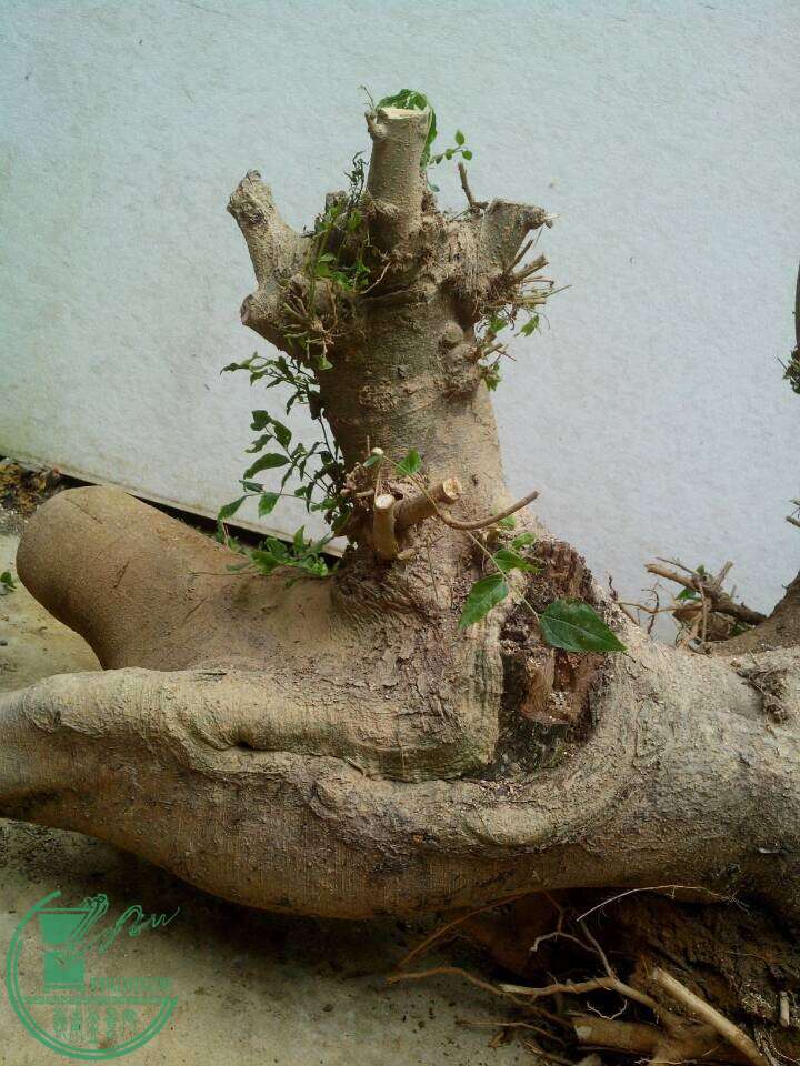 QQͼƬ20150105192633.jpg