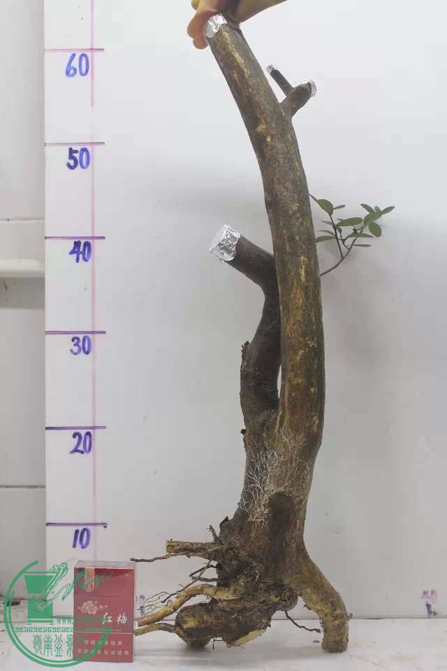 psb (1).jpg