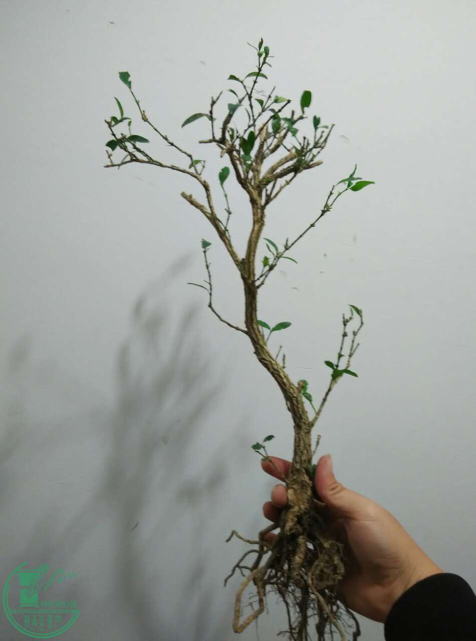 23814_1300906.jpg