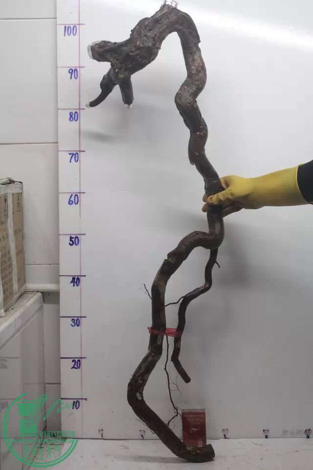 psb (2).jpg