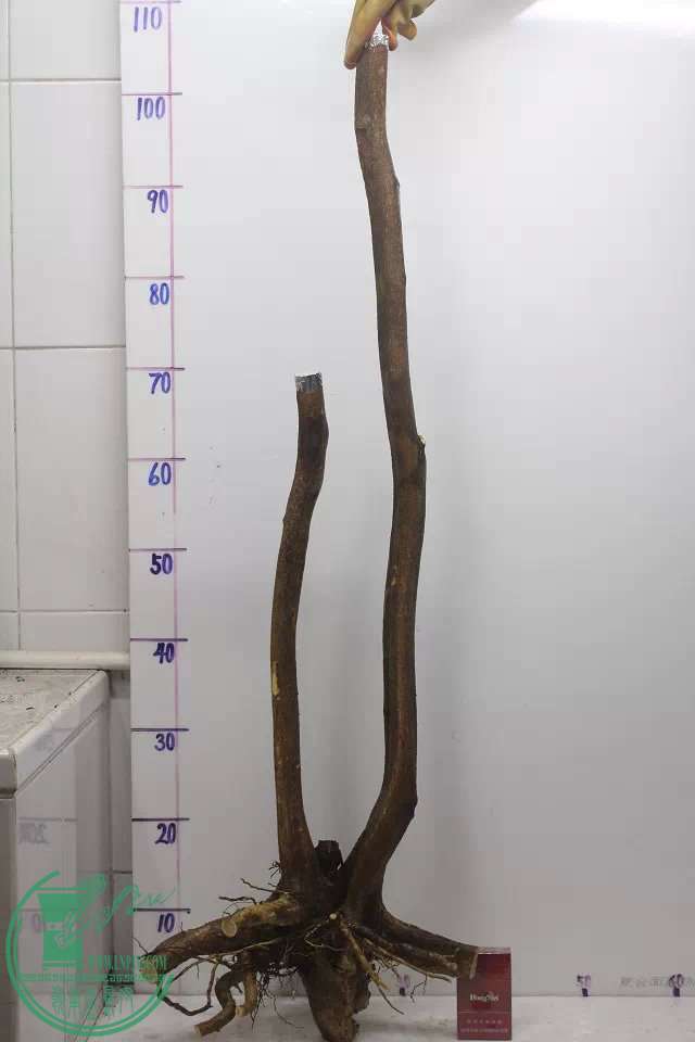 psb (13).jpg