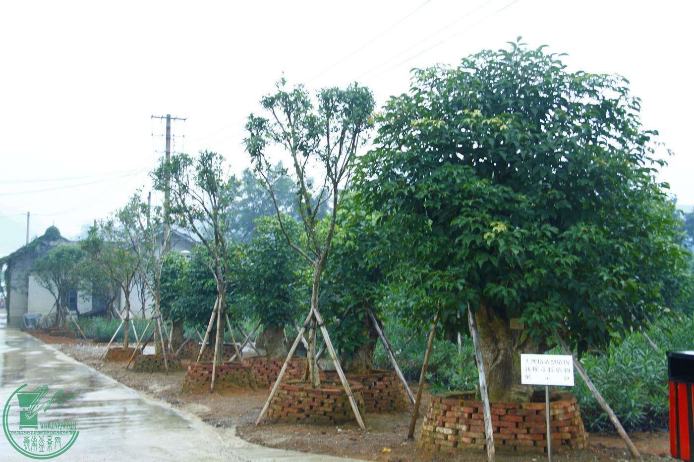 _MG_7962.jpg