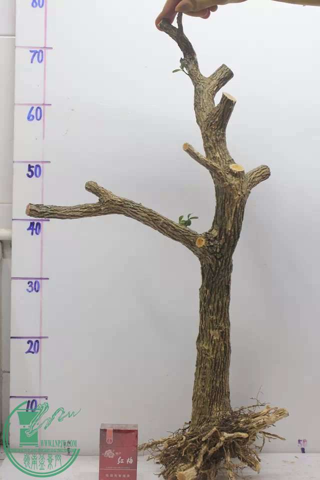 psb (2).jpg