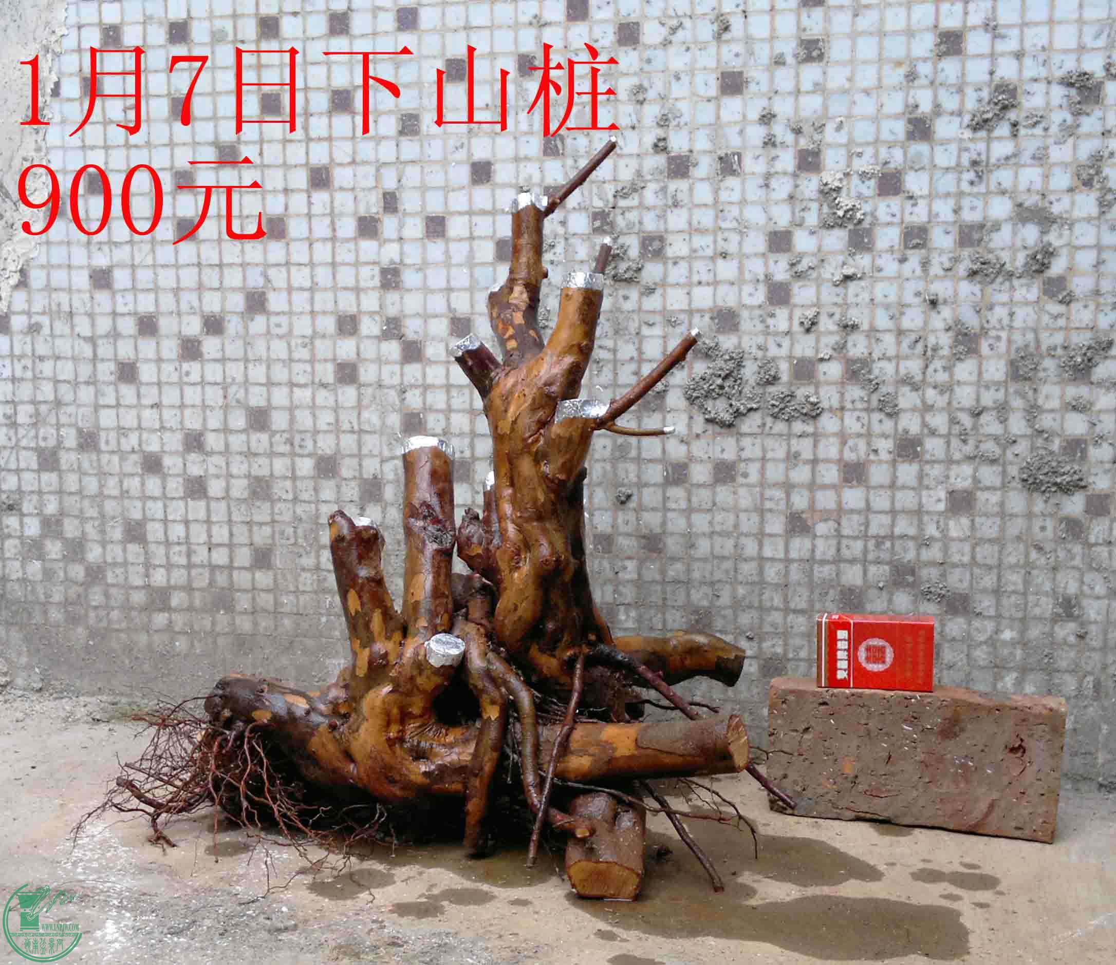 201501091025.jpg