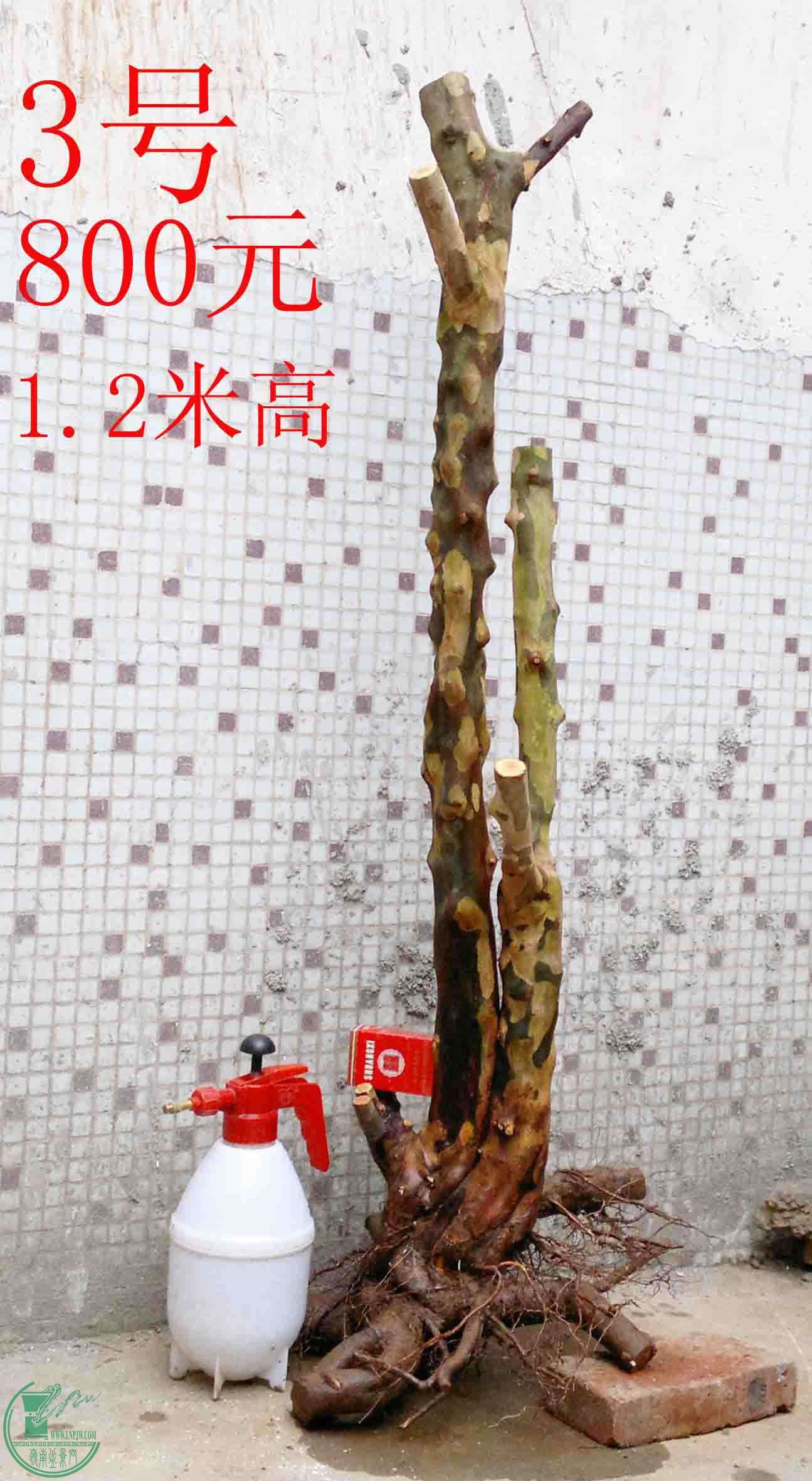 201501091099.jpg