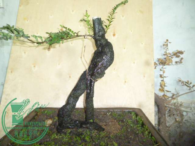P1120699.JPG