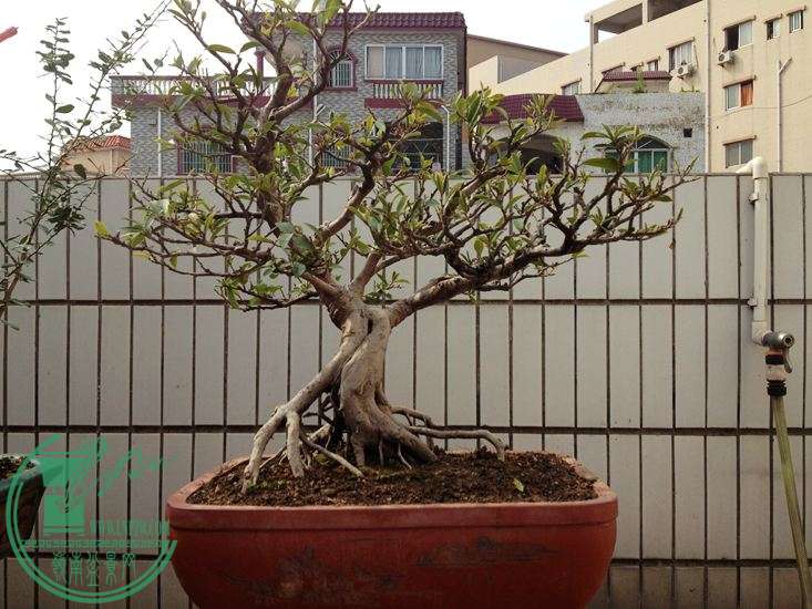 Ƭ 009.jpg