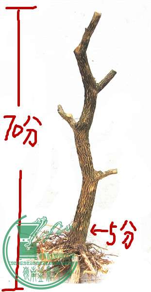 Ƭ 170_.jpg