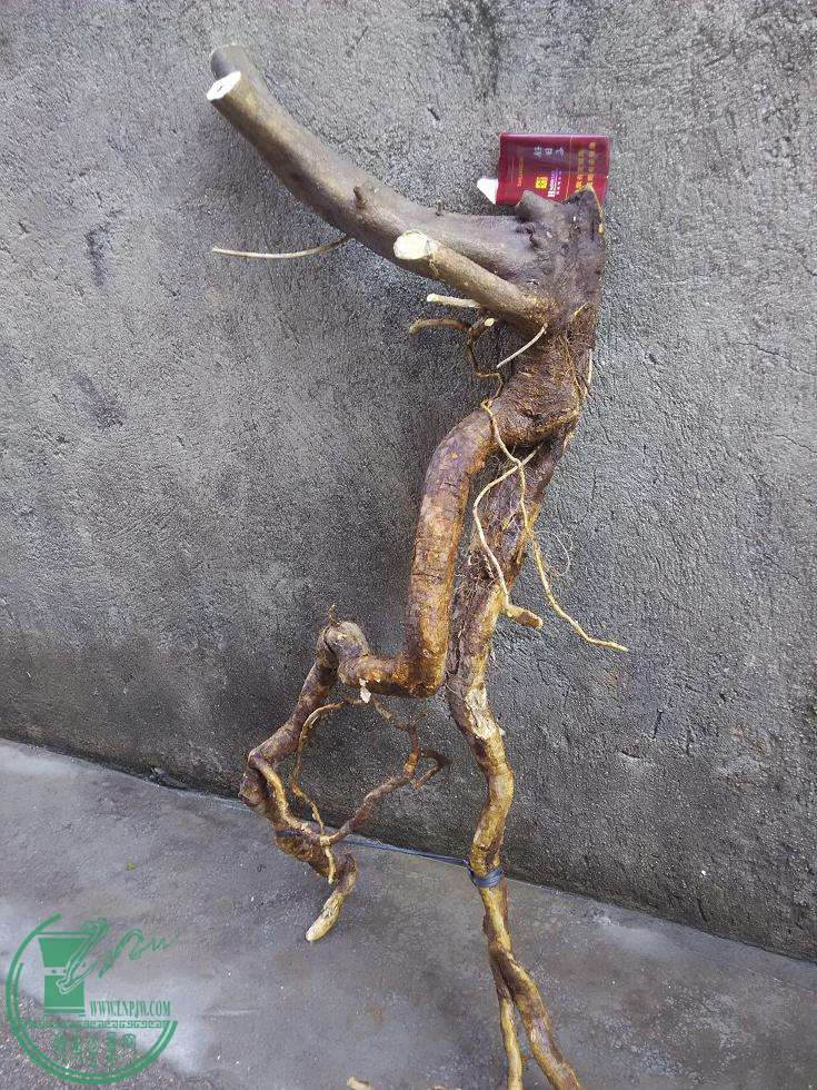 ɽ.jpg
