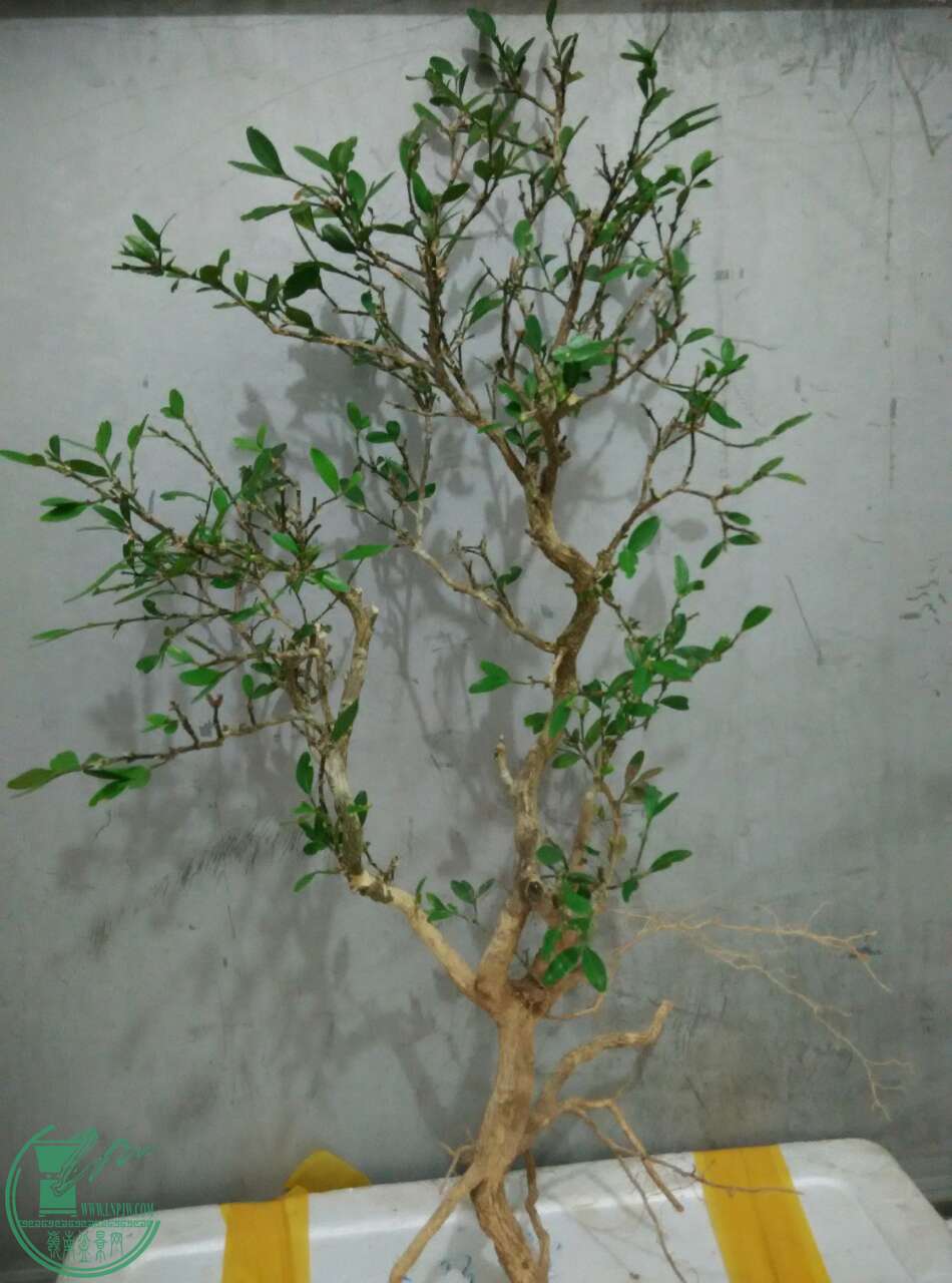 13945_28187515.jpg