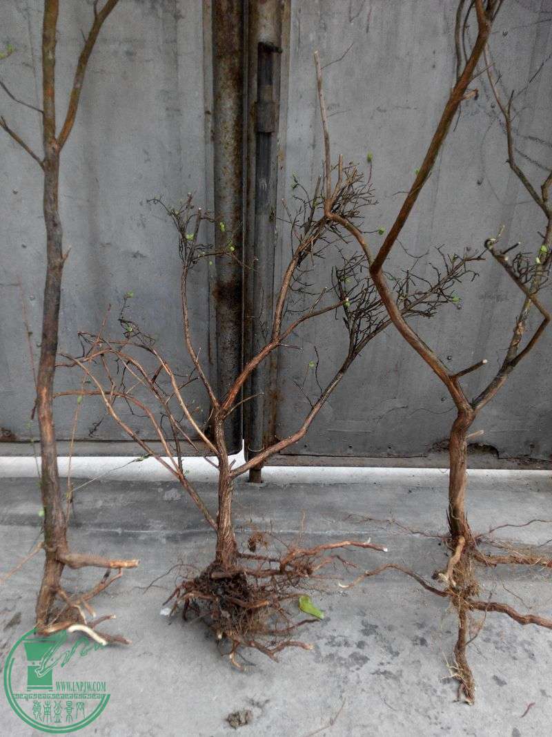 ɽľ2.jpg