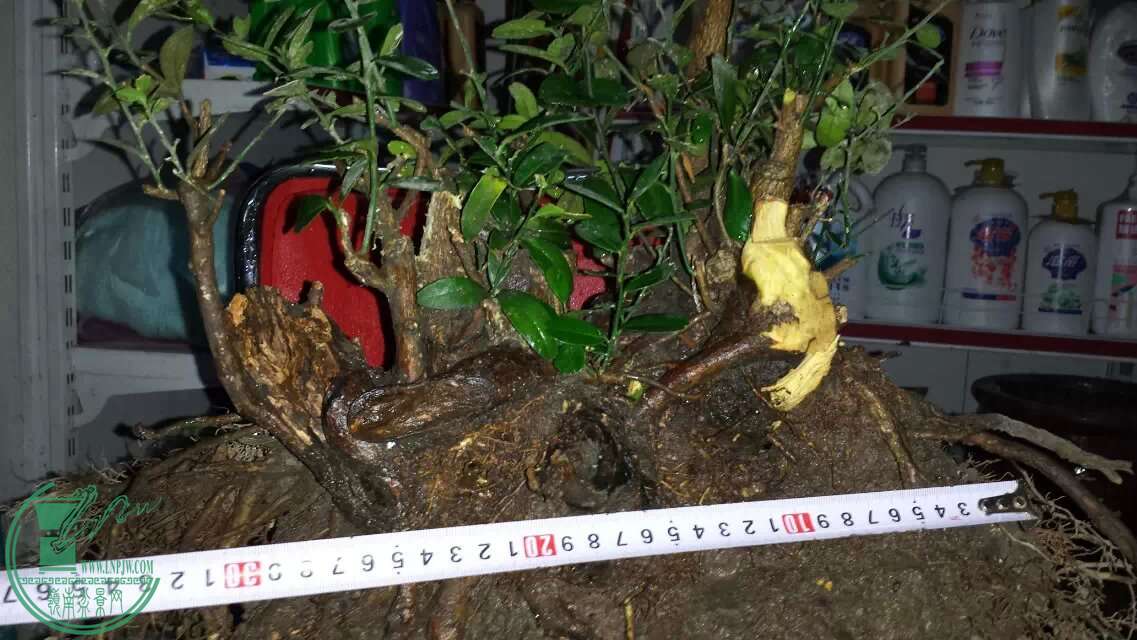 ľ.jpg