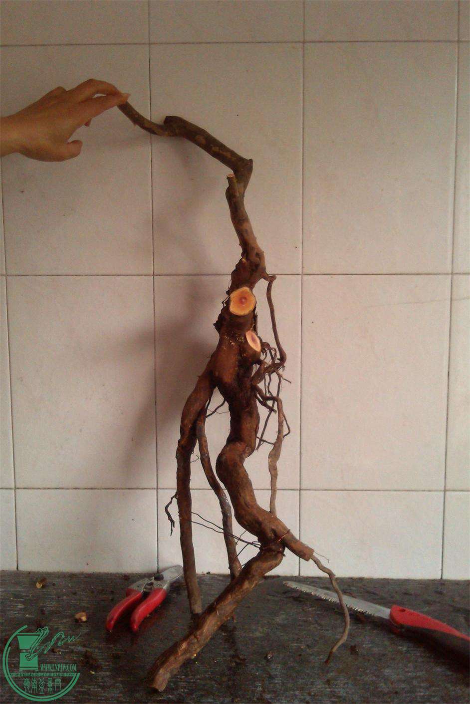 ȸ÷׮43IMG_20150111_155713_2345ͼ.jpg