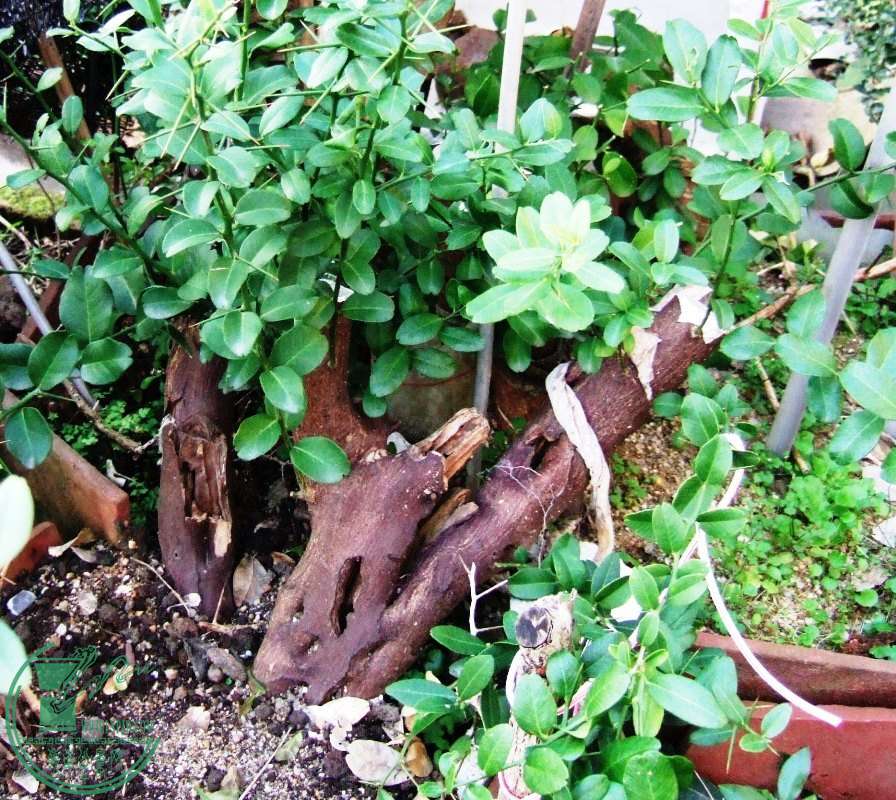 DSCF5766.JPG