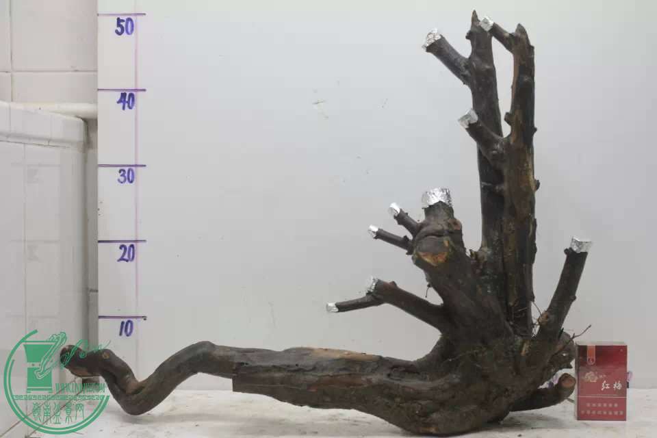 psb (4).jpg