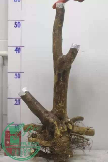 psb (21).jpg