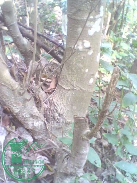 IMG1381A.jpg