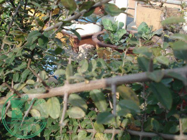С DSC00196.JPG
