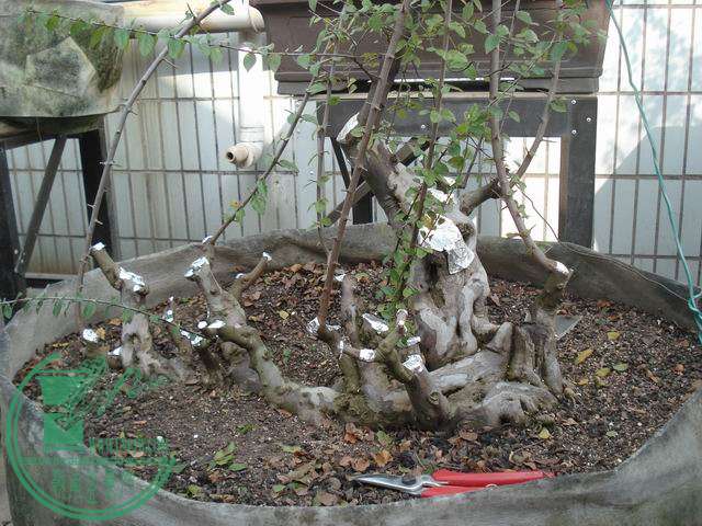 С DSC00214.JPG