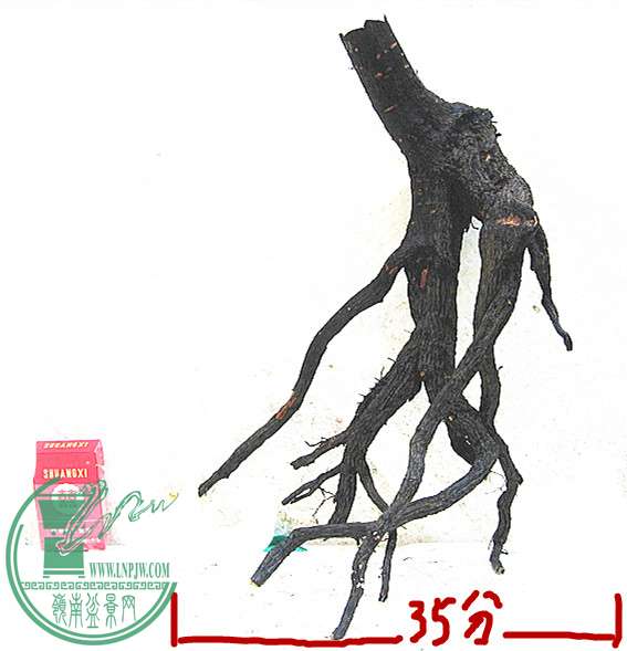Ƭ 239_.jpg