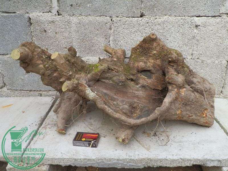 P1181744.JPG