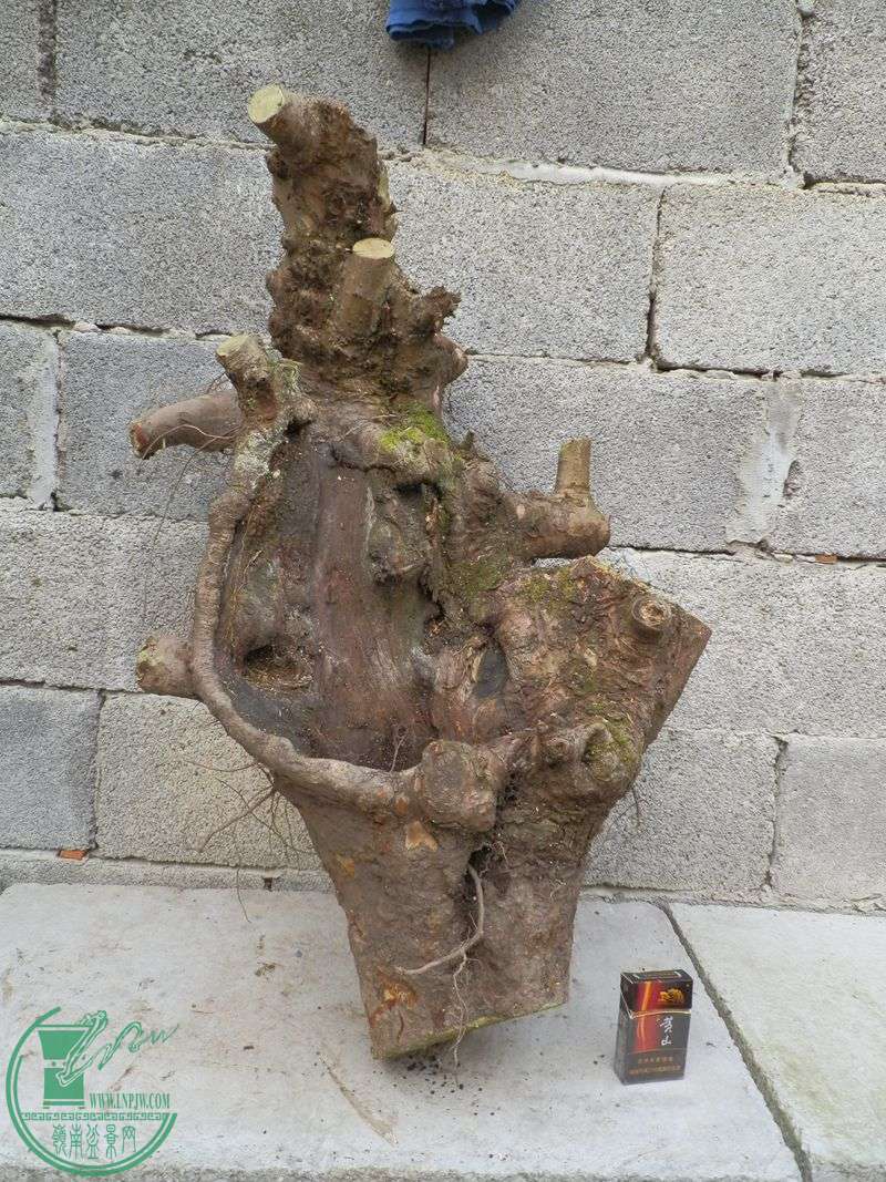 P1181743.JPG