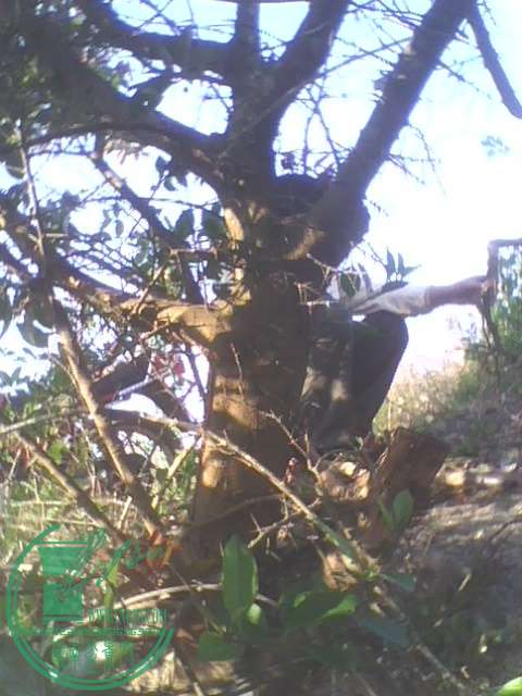 IMG1391A.jpg
