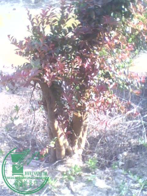 IMG1388A.jpg