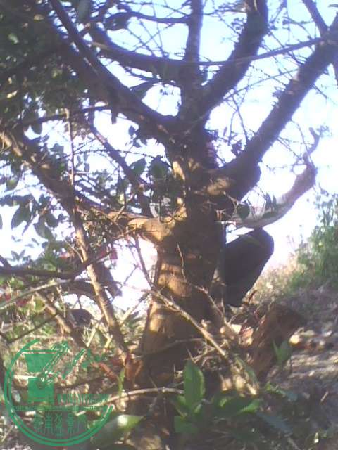 IMG1390A.jpg