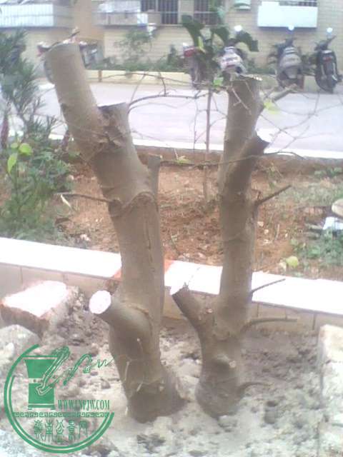 IMG1393A.jpg