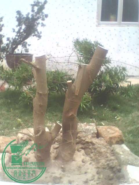 IMG1392A.jpg