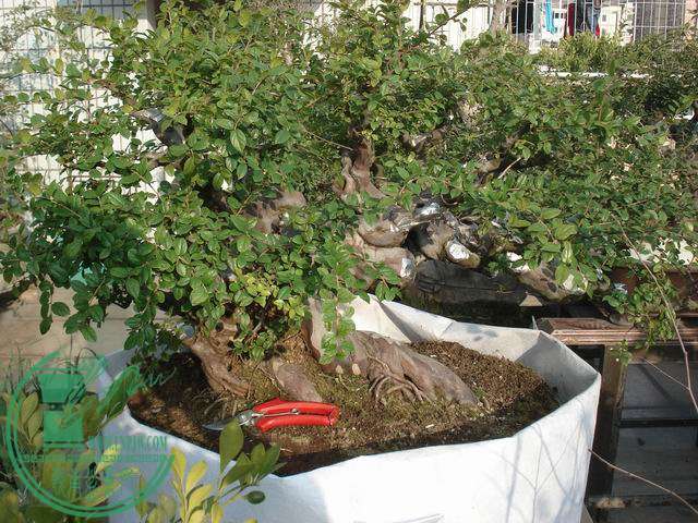 С DSC00223.JPG