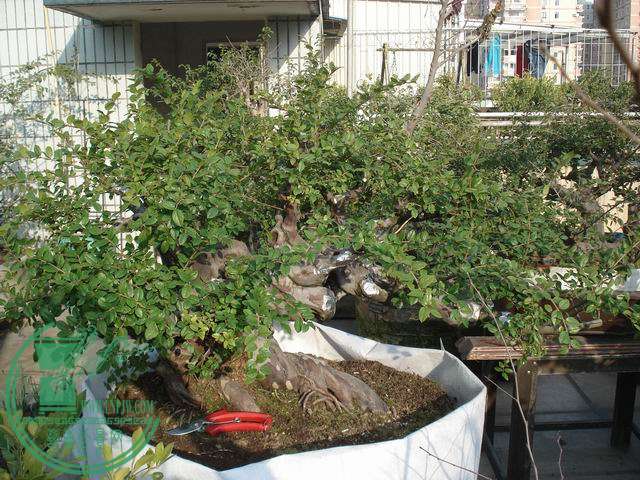 С DSC00224.JPG