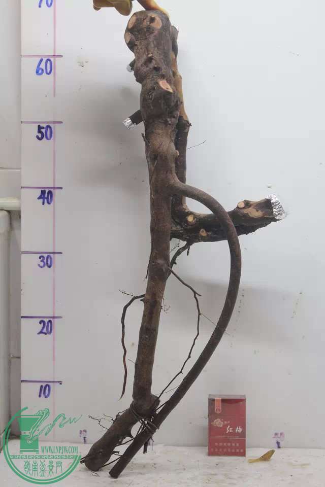 psb (10).jpg