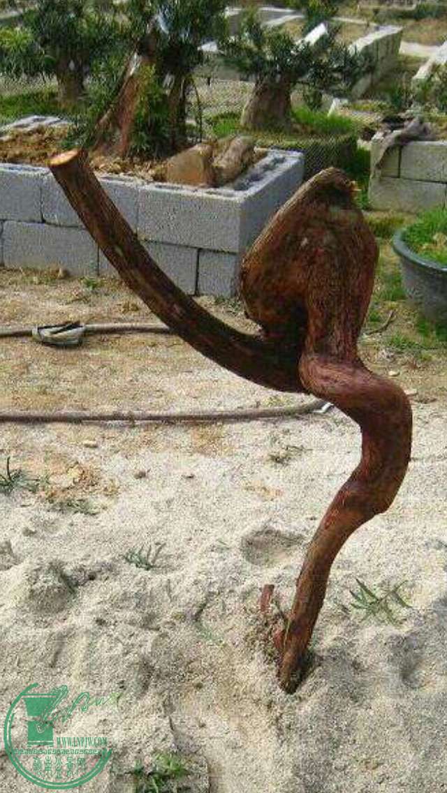image.jpg