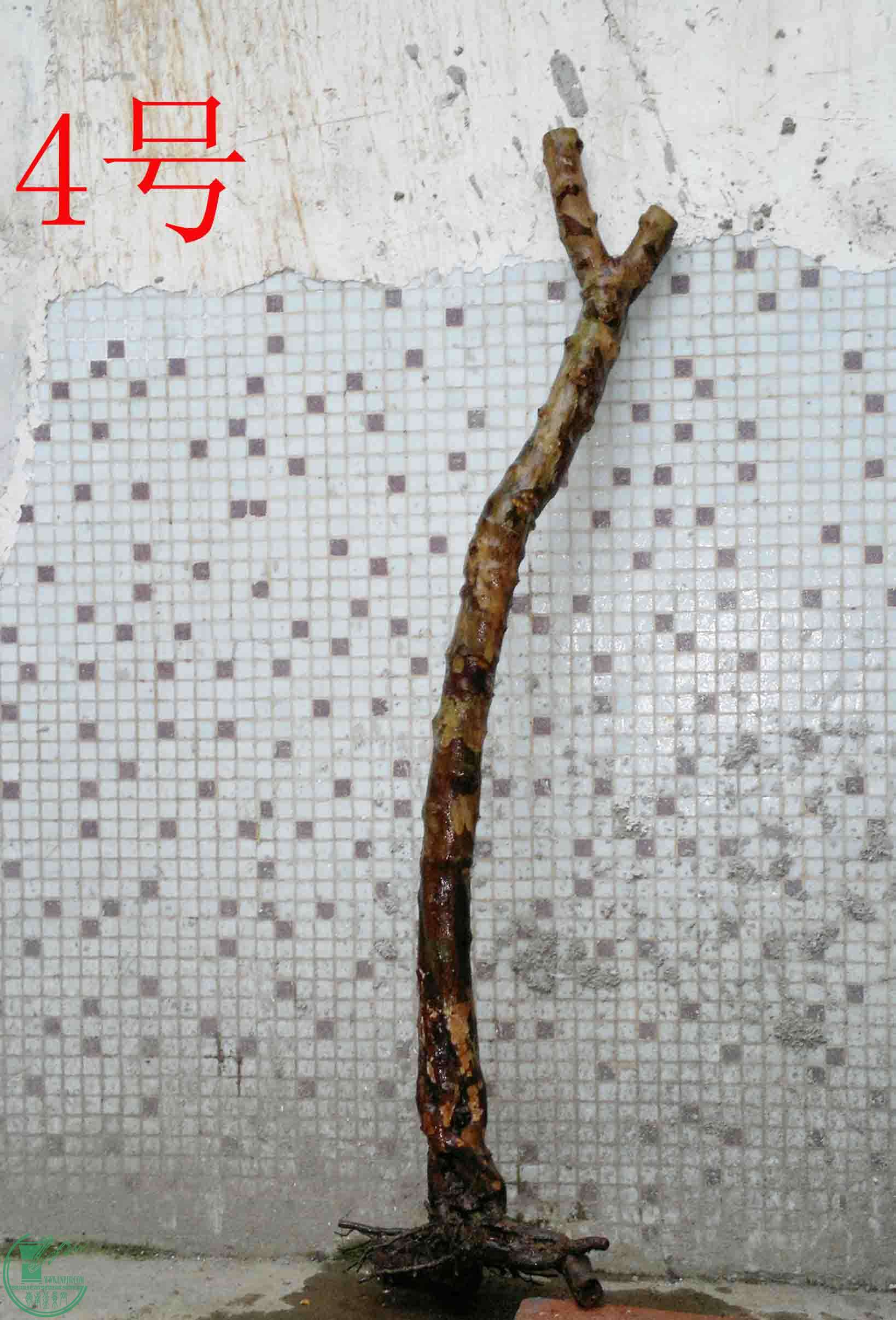 201501211499.jpg