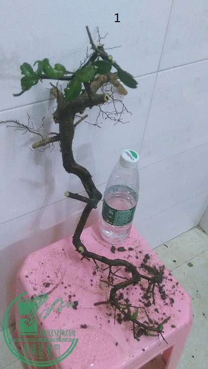 QQͼƬ20150121211115.jpg