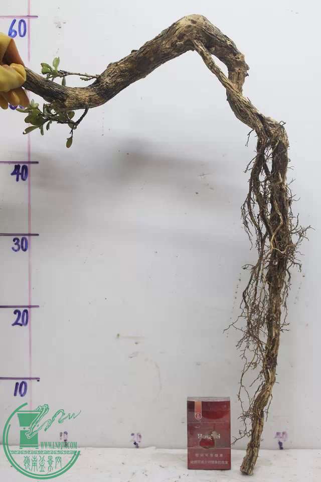psb (3).jpg