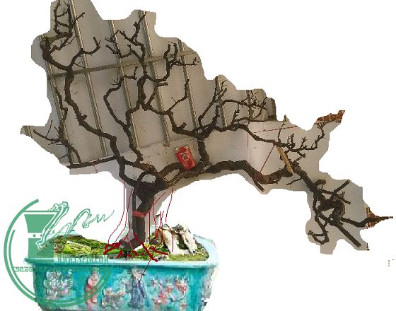 ޱ.png