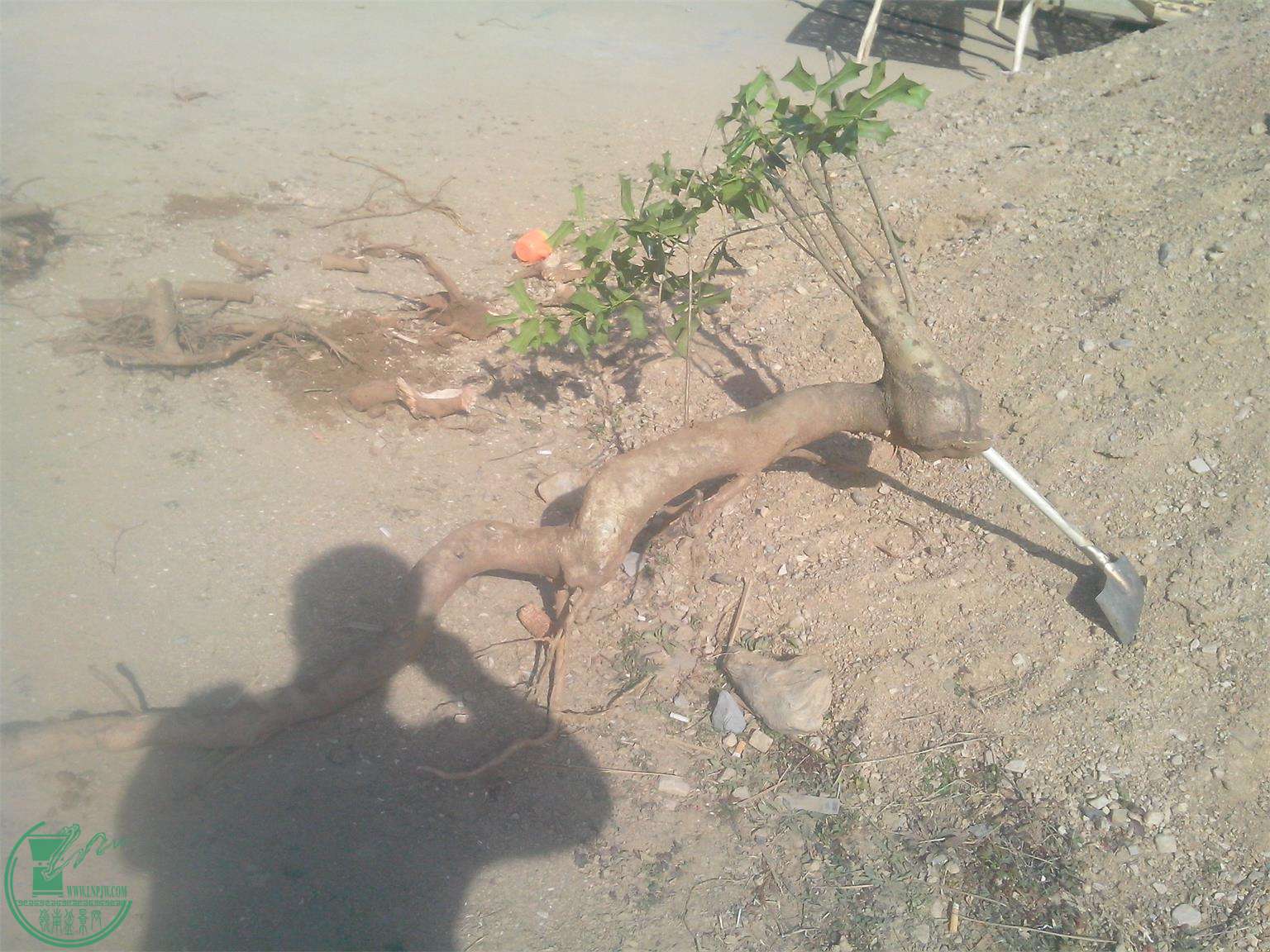 IMG20150121004.jpg