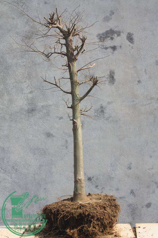 Ƭ20131026ۺ 2482.jpg