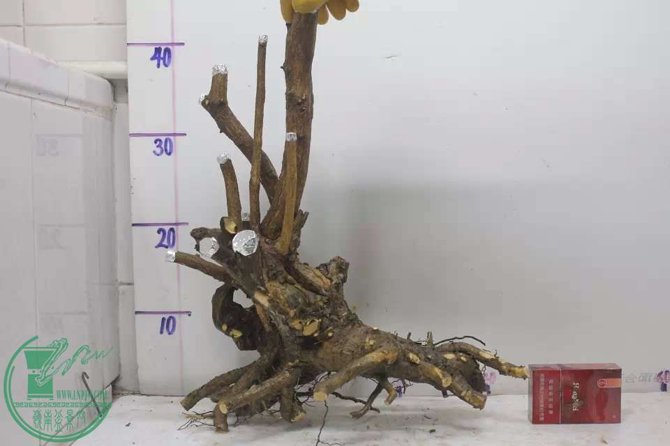 psb (2).jpg