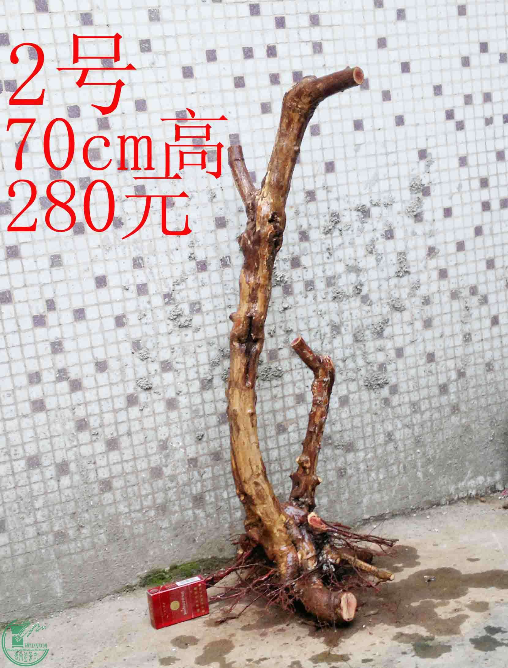 201501251611.jpg