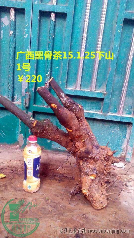 195804ucp75ty6t657zhs7.jpg