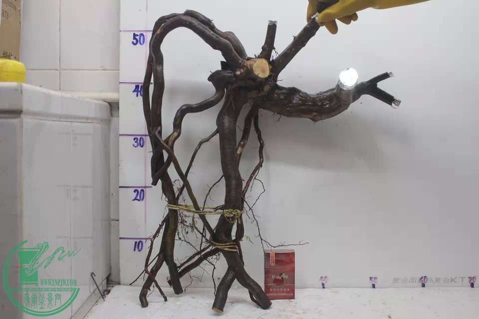 psb (2).jpg