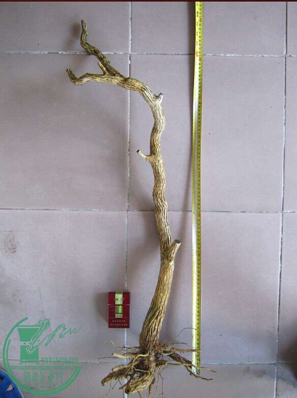 ȫ׮߶90cm