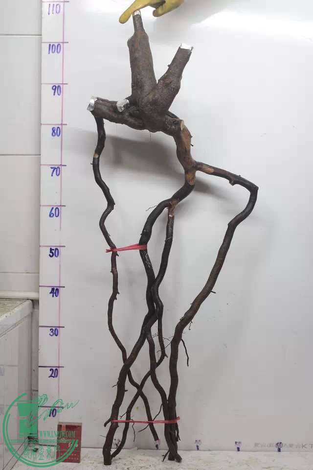 psb (3).jpg